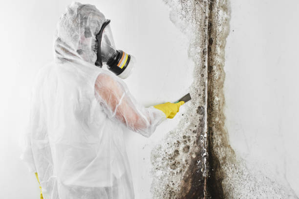 Best Attic Mold Removal  in Belington, WV