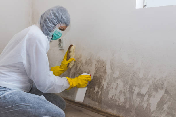 Best Home Mold Removal  in Belington, WV