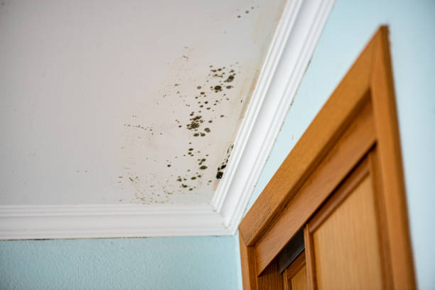 Best Home Mold Removal  in Belington, WV