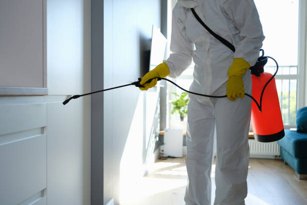 Best Emergency Mold Removal  in Belington, WV