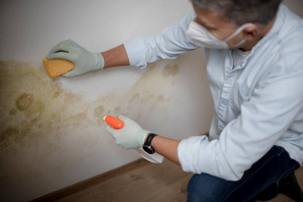 Best Toxic Mold Removal  in Belington, WV