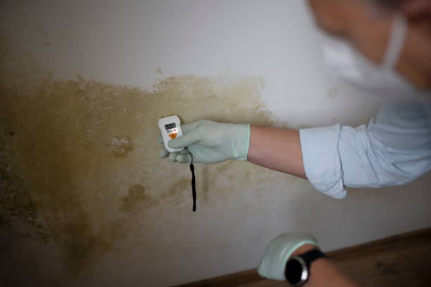 Best Emergency Mold Removal  in Belington, WV