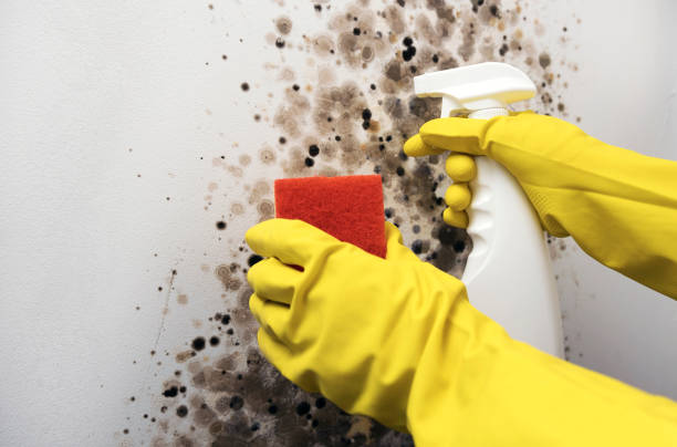 Best Black Mold Removal  in Belington, WV