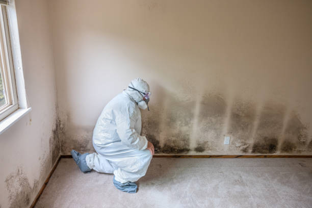 Best Mold Removal and Inspection  in Belington, WV