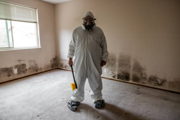 Certified Mold Removal in Belington, WV