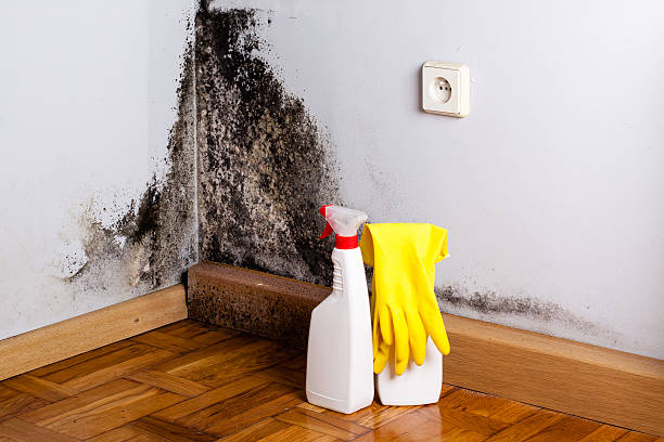 Mold Removal and Inspection in Belington, WV