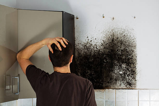 Best Black Mold Removal  in Belington, WV