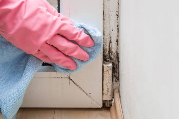 Best Black Mold Removal  in Belington, WV