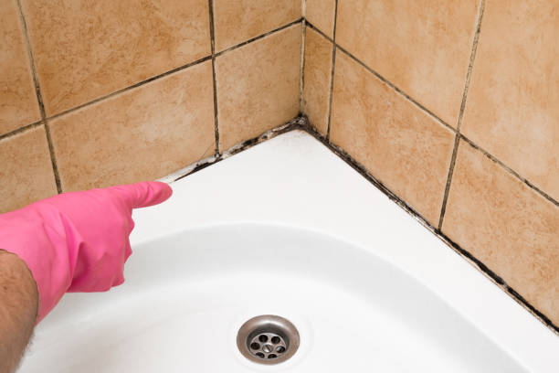 Best Office Mold Removal Services  in Belington, WV